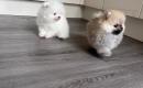 Aukštos kokybės Pomeranijos špicų šuniukai-0