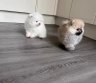 Aukštos kokybės Pomeranijos špicų šuniukai-0