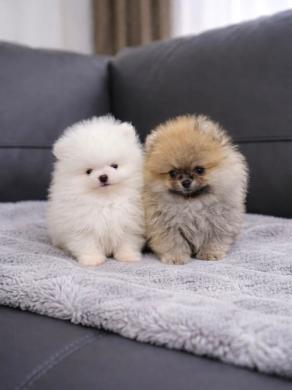 Aukštos kokybės Pomeranijos špicų šuniukai-1