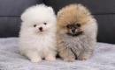 Aukštos kokybės Pomeranijos špicų šuniukai-1