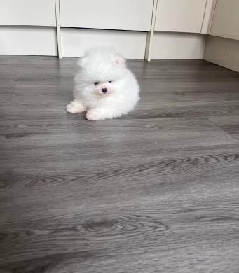 Aukštos kokybės Pomeranijos špicų šuniukai-3