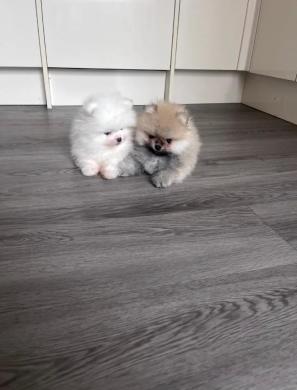 Aukštos kokybės Pomeranijos špicų šuniukai-4