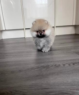 Aukštos kokybės Pomeranijos špicų šuniukai-2