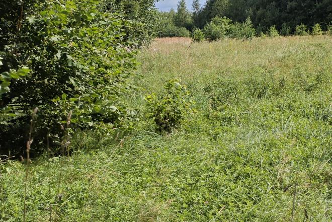 Išskirtinė  sodyba, . Vienkemis. Apsodinta ąžuolais, beržais, spygliuočiais.-0