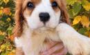 Kavalieriaus karaliaus Karolio spanielių šuniukai.-3
